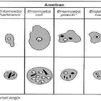 Amoeba Classification Chart