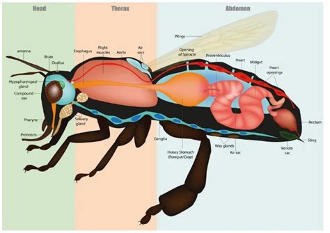 Anatomy Of A Honey Bee Villa Carmen Bees