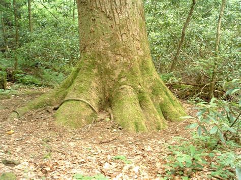 Photo Gallery Joyce Kilmer Memorial Trail