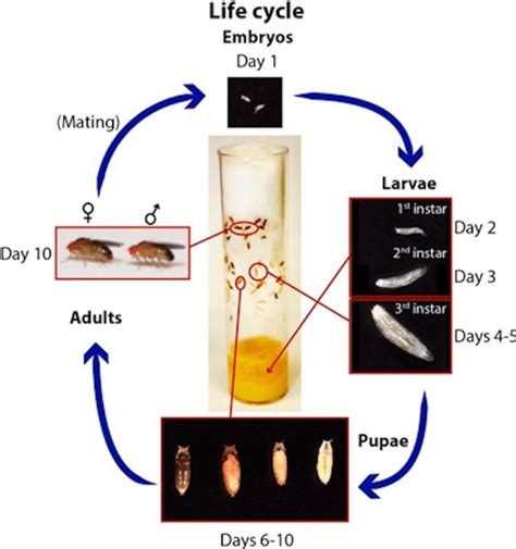 The life cycle of Drosophila melanogaster. Drosophila is a ...