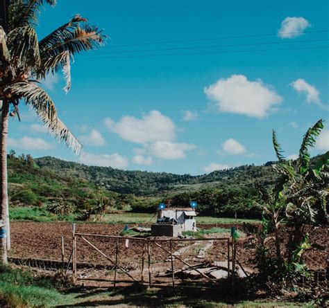 Palmeras En El Campo Contra El Cielo Foto Premium