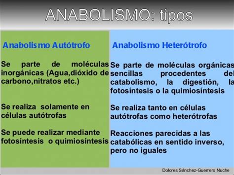 Anabolismo Y Catabolismo Diferencias Ejemplos Cuadro Comparativo