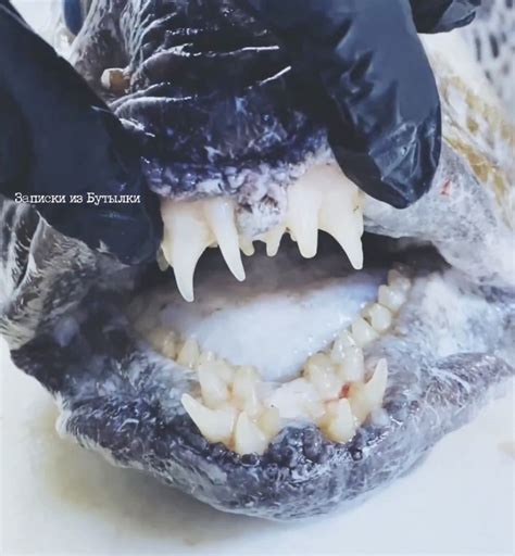 Disturbing fish with 'human teeth' discovered in deep ocean | indy100