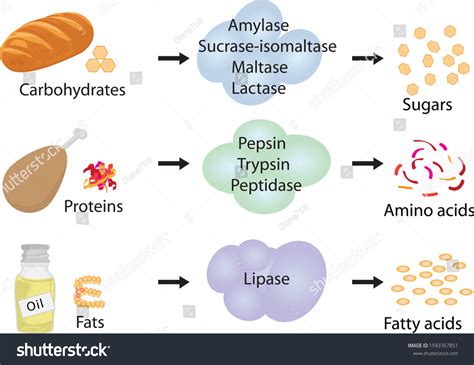 3,635 Digestion enzymes Images, Stock Photos & Vectors | Shutterstock