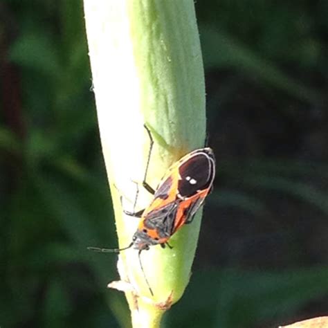 Small Milkweed Bugs Project Noah