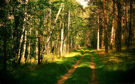 Forest Road Summertime Mac Wallpaper Download | AllMacWallpaper
