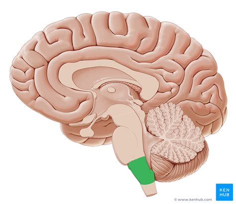 Medulla Oblongata Anatomy And Clinical Aspects Kenhub