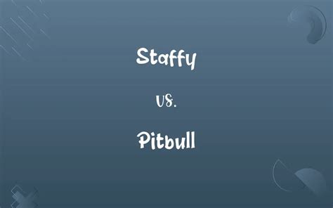 Staffy vs. Pitbull: Know the Difference