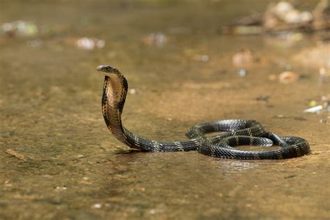 King Cobra Snake Venom