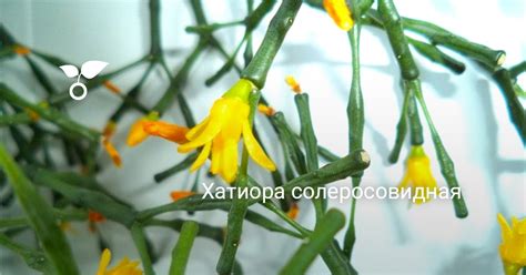 Хатиора солеросовидная — утончённый кактус. Уход в домашних условиях ...