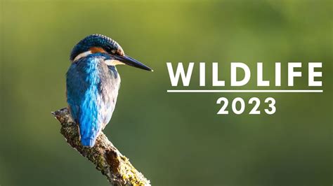 Wildlife Top 2023 Fotografia Przyrody Youtube