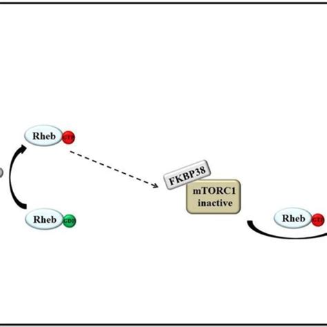 Model Of Mtorc Activation By Amino Acids Rheb Binds To Fkbp And