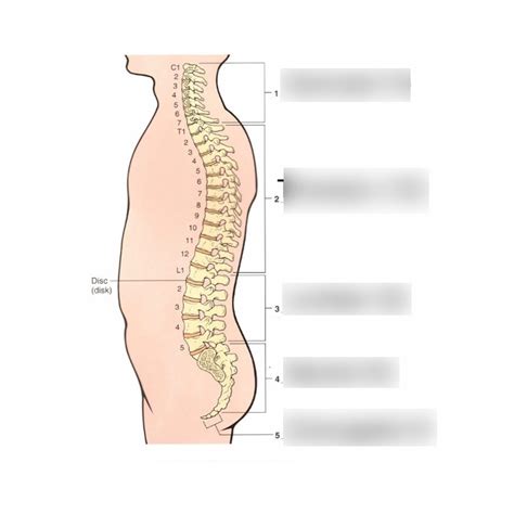 Divisions Of The Back And Spinal Column Diagram Quizlet