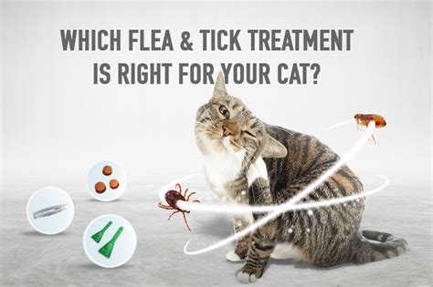 Which Flea And Tick Treatment Is Right For Your Cat