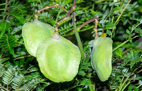 Jacaranda mimosifolia - Monaco Nature Encyclopedia