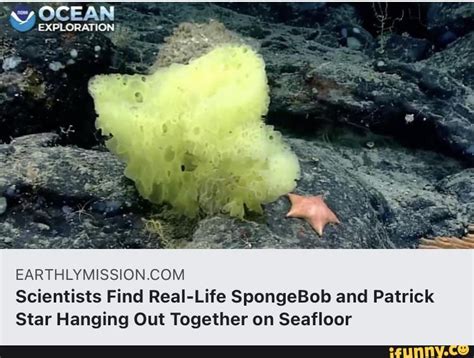 Ocean Exploration Larthlymission Com Scientists Find Real Life Spongebob And Patrick Star