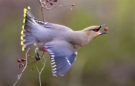 Complete Beginners Guide To Bird Photography Video Shutterbug