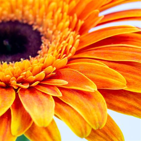 Hermosa Flor Gerbera De Color Naranja Aislada En Fondo Blanco Foto De