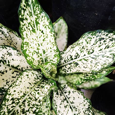 Aglaonema Snow White Mm Melbourne Only The Jungle Collective