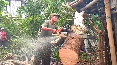 Tebang Pohon Jati Pinggir Jalan Mantap Dibuat Bahan Kusen Gergaji