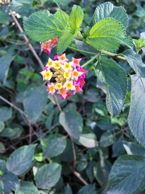 lantana   australias  debilitating invasive weed flickr