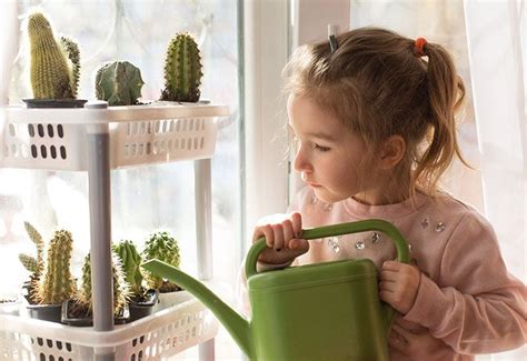 Aprende A Cultivar Cactus Y Plantas Suculentas En Casa Foto 9