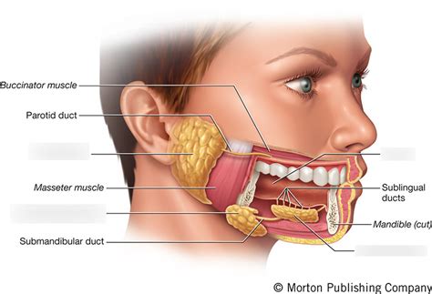 AP 2 Lab Digestive Salivary Glands Diagram Quizlet