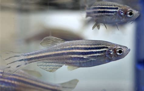 UW-Milwaukee researcher looking to zebrafish for keys to fixing optic ... 