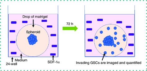 Schematic Overview Of The 3d Spheroid Invasion Assay After Spheroid Download Scientific