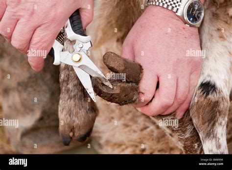 Sheeps Foot Rot Hi Res Stock Photography And Images Alamy