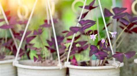 27 Beautiful Plants For Hanging Baskets