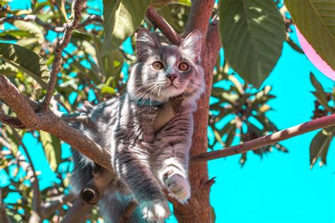 Photo of Cat Climbing on Tree · Free Stock Photo