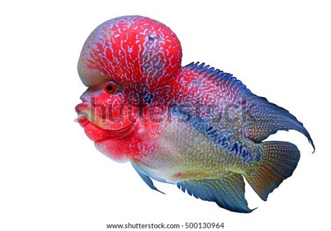 Flowerhorn Crossbreed Cichlid Pet Fish Tank Stock Photo