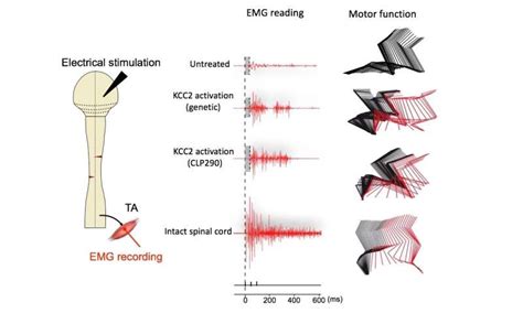 Paralyzed mice with spinal cord injury made to walk again