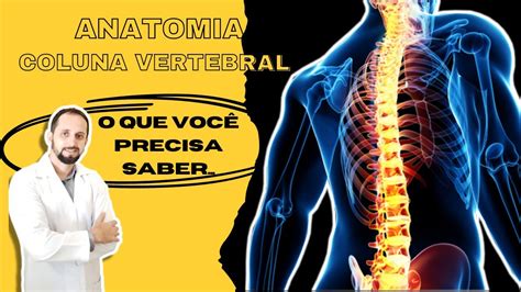 Anatomia da Coluna Vertebral divisões e articulações YouTube