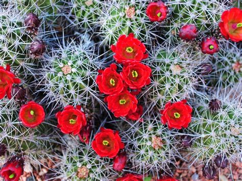 claret cup cactus information tips  growing claret cup cacti plants