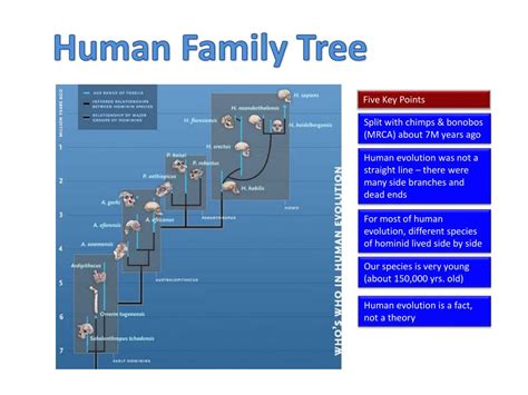 PPT - Human Family Tree PowerPoint Presentation, free download - ID:7027520