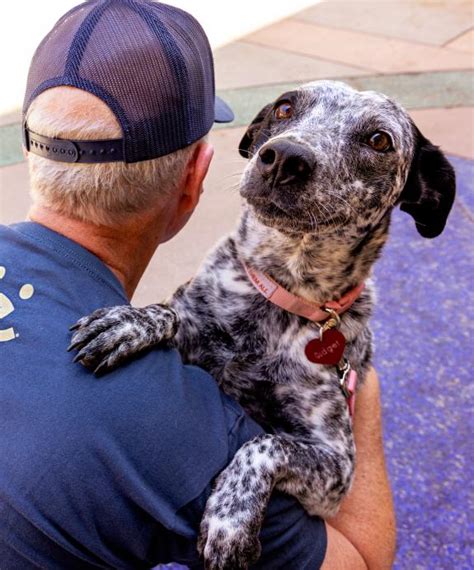 Dog & Cat Adoption near Los Angeles | Best Friends Animal Society