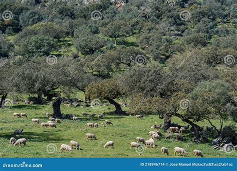 Bando De Ovinos Em Prado Verde Foto De Stock Imagem De Planta