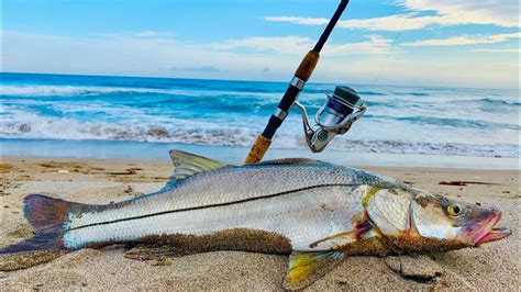 Noveno dinastía maníaco aprender a pescar con caña en la playa Generoso