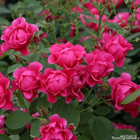 Róża rabatowa PINK FOREST ROSE doniczka 5 l RozeOgrodowe pl