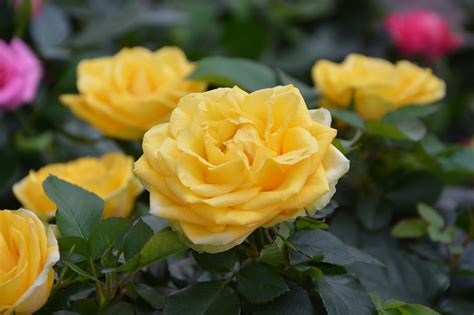 Crecimiento De Un Rosal Trepador Cu Nto Tarda Flores Y Plantas Iris