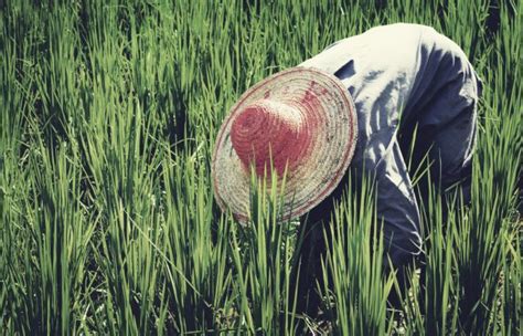 Asian Farmer Harvesting Rice Stock Photo by ©Rawpixel 79868056