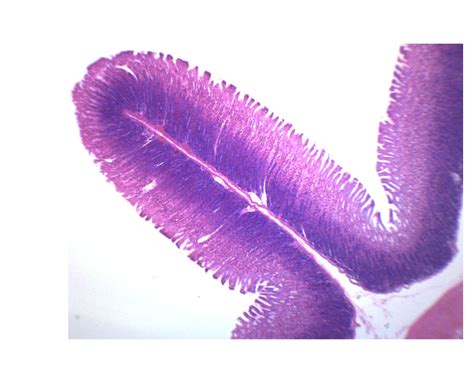 Simple Columnar Epithelium – Prepared Microscope Slide – 75x25mm (EACH) | KLM Bio Scientific