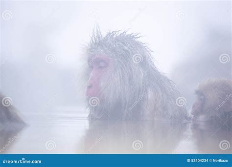 Snow Monkey In Hot Spring Stock Photo Image Of Snow