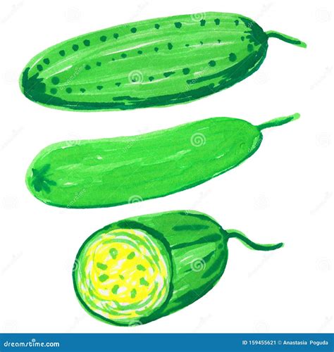 Set Of Cucumbers And Slices Of Cucumber Raster Illustration Felt Tip