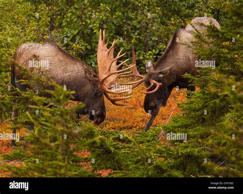 Bull Moose Fighting Hi Res Stock Photography And Images Alamy