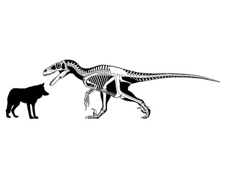 Utahraptor vs. Wolf Size Comparison : u/NerdyCrow100