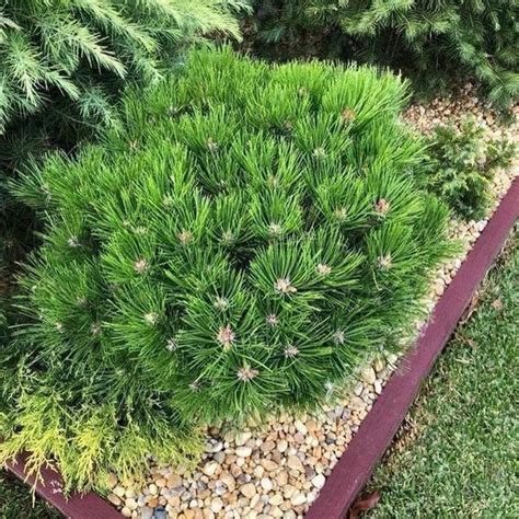 Pinus densiflora Pendula 