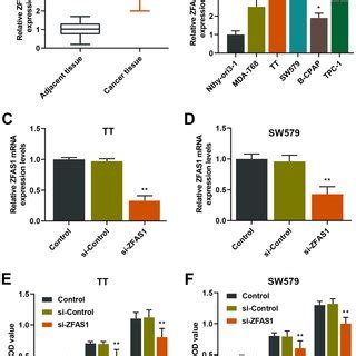 Expression Levels Of Zfas In Thyroid Carcinoma Tissue And Cell Lines